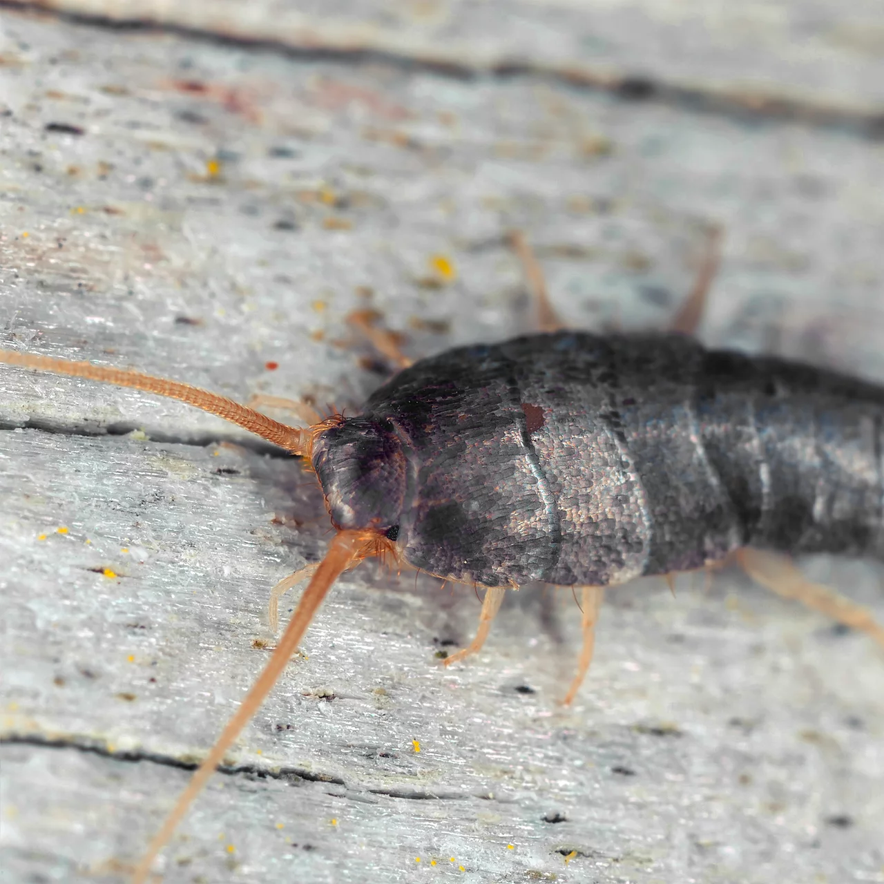 Produktbild zu «LineaCasa Insektenspray» | © Andermatt Biogarten AG
