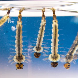 Image du produit pour «Mollex® StopMoustiqueTigre» | © Andermatt Biogarten AG