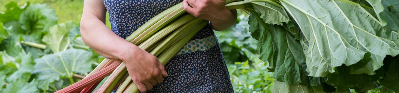 Rhabarber pflanzen im eigenen Garten – Bio-Rhabarber kaufen