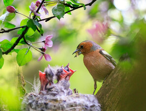 Dans un jardin proche de la nature et riche en insectes, les oiseaux de jardin comme le pinson des arbres aiment élever leurs petits. 