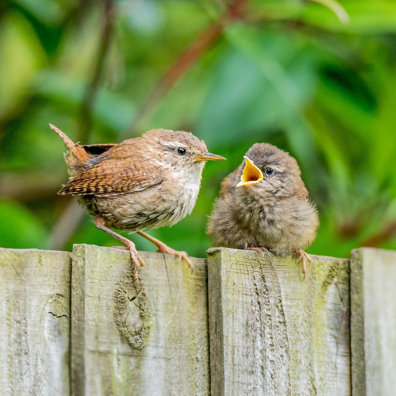 Protéger les nids d'oiseaux des prédateurs du jardin