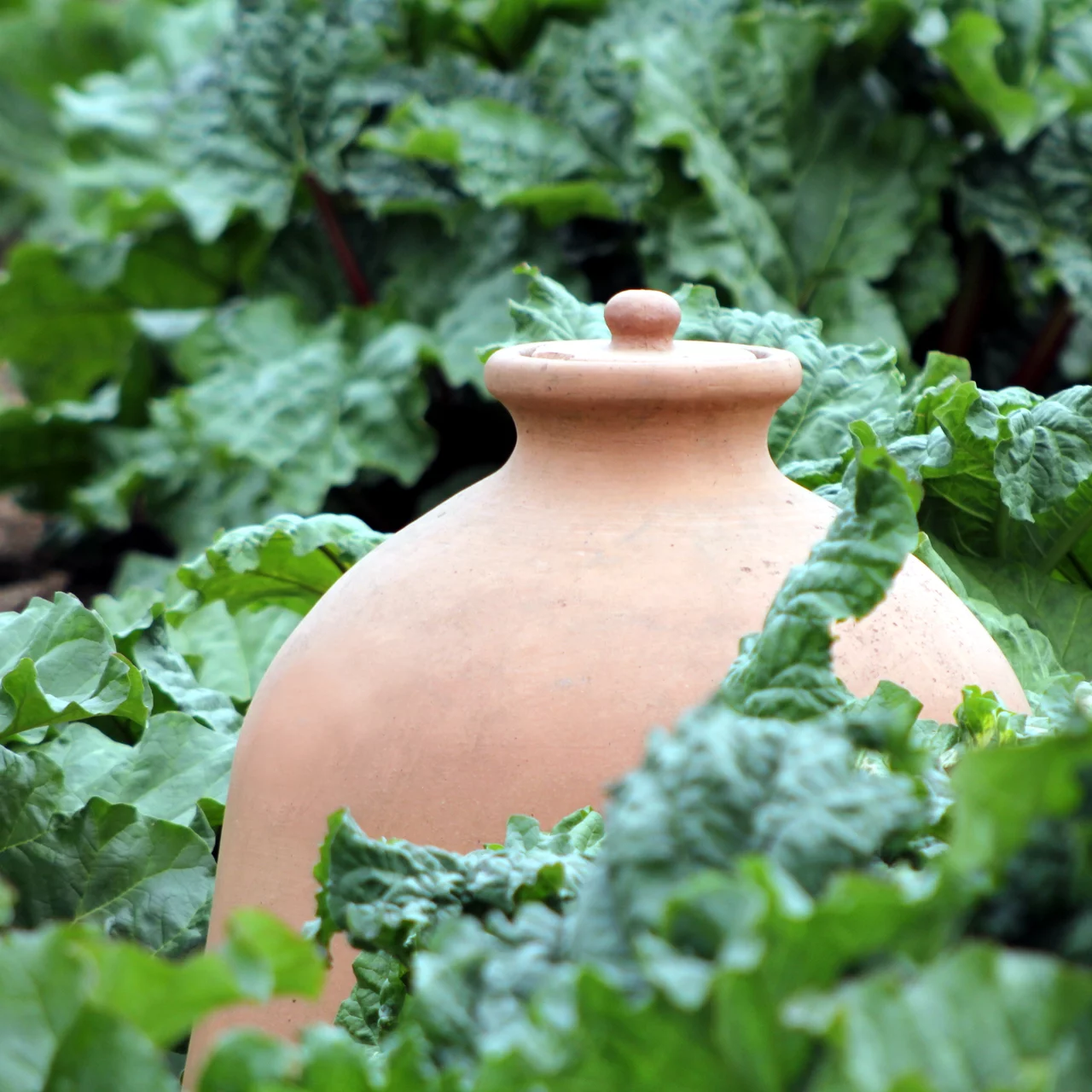 Die Bleichglocke - historisches Garteninstrument zum Gemüse bleichen und vorziehen.