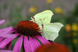 Schmetterlingsfreundliche Blumen wie der Sonnenhut ziehen Schmetterlinge wie den Zitronenfalter an.