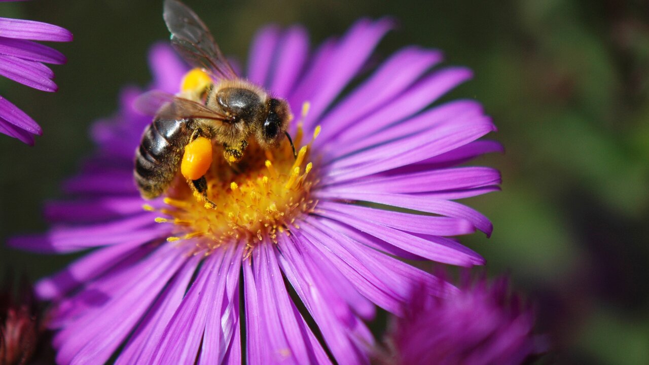 Biodiversität im Garten für Fauna und Flora - Biene auf Aster