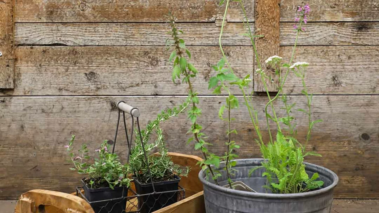 Geballte Pflanzenkraft für die Hausapotheke aus dem eigenen Garten
