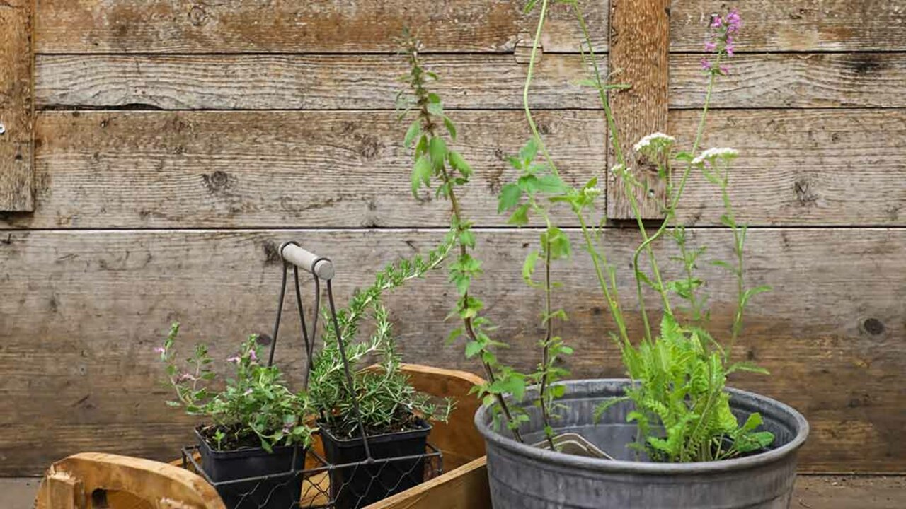 Geballte Pflanzenkraft für die Hausapotheke aus dem eigenen Garten