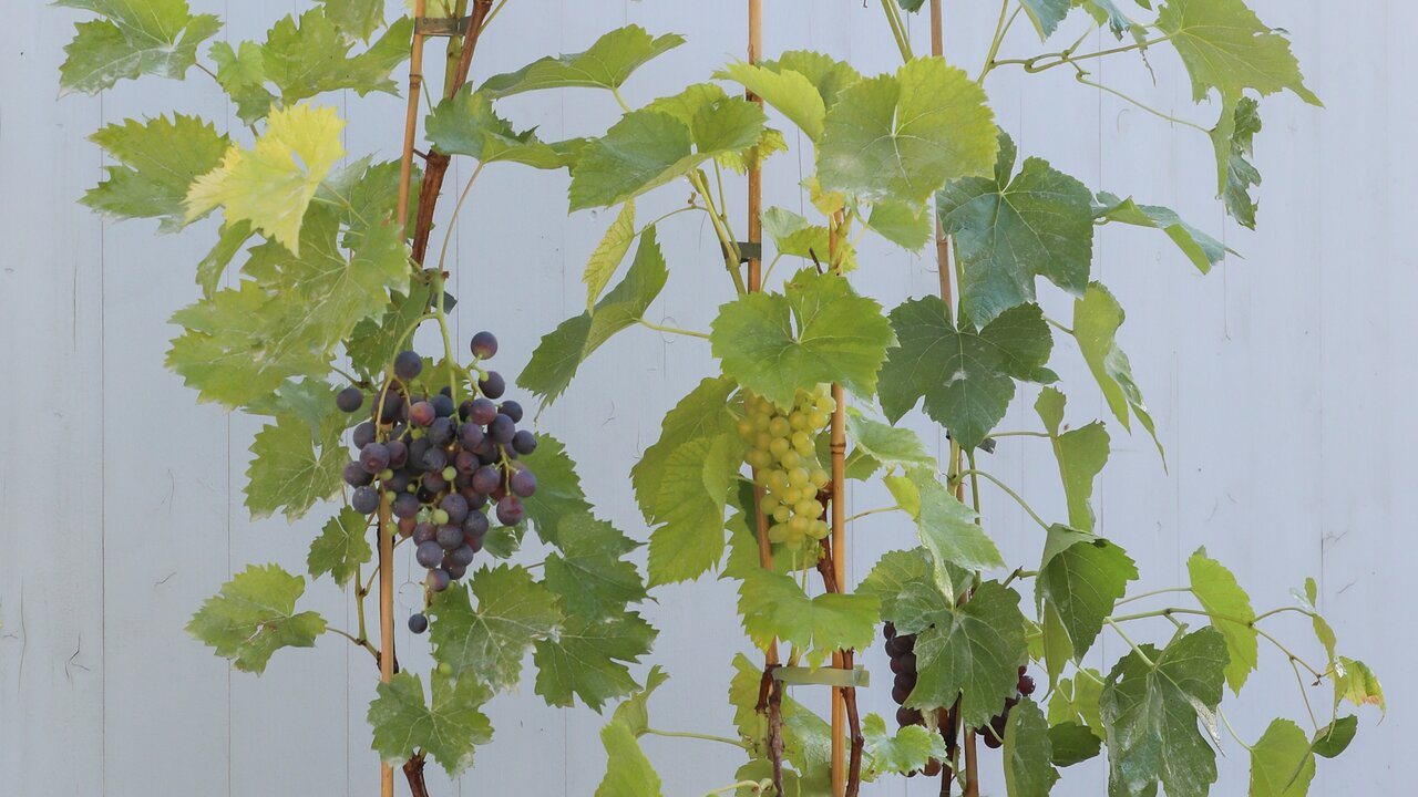 Une délicieuse récolte de raisins grâce à des vignes robustes qui offrent de l'ombre, une protection visuelle et une protection contre le vent. 