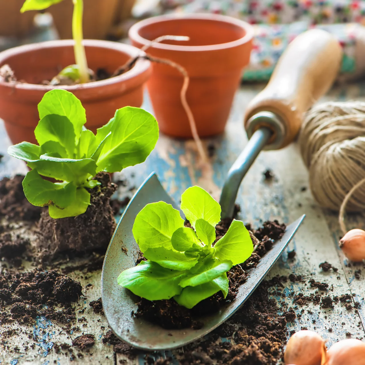 Wer ein paar Regeln bei der Ansaat einhält, wird auch ernten