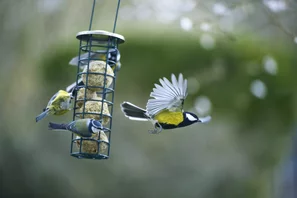 Pendant la période hivernale où la nourriture est rare, les oiseaux du jardin apprécient de disposer de mangeoires.