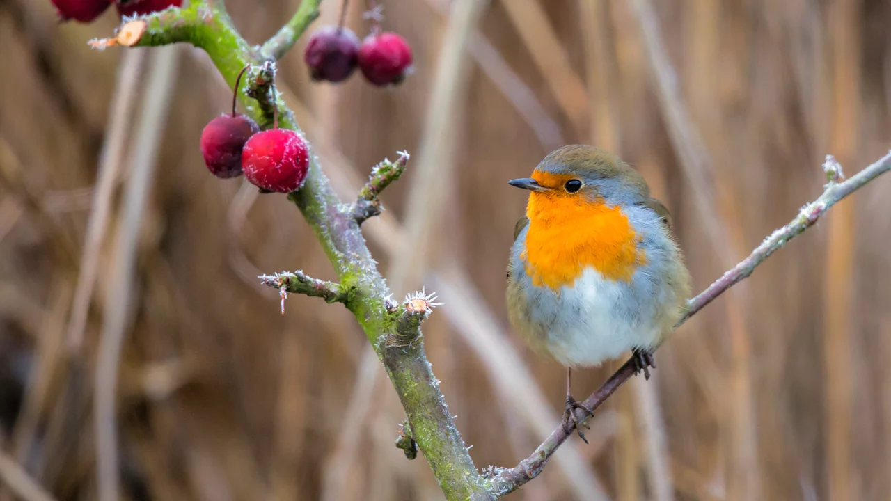 Der naturnahe Biogarten bietet vogelfreundliche Bedingungen - auch im Winter. Rotkehlchen bei Wildobst