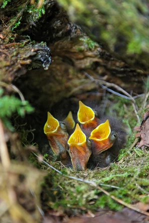 Der naturnahe Biogarten bietet vogelfreundliche Zonen für Futter und Nestbau - frisch geschlüpfte Jungvögel im Nest