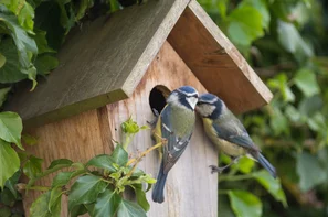 Der naturnahe Biogarten bietet vogelfreundliche Zonen für Futter und Nestbau - Blaumeisen an Nisthilfe bei der Aufzucht