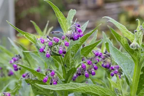 -Pour la protection des plantes sous forme de purin fortifiant, comme pâture pour les abeilles et pour la pharmacie du jardin, la consoude est une plante aux multiples talents.