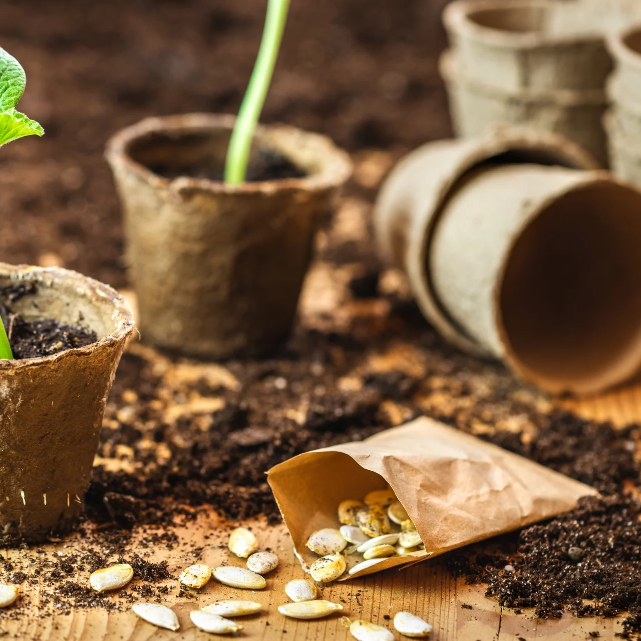 Les pots en papier pour les semis et les plants facilitent la plantation. Une fois plantés, ils se décomposent dans la terre.
