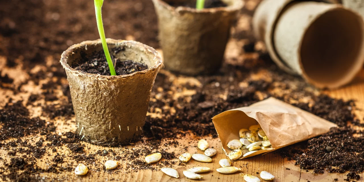 Les pots en papier pour les semis et les plants facilitent la plantation. Une fois plantés, ils se décomposent dans la terre.