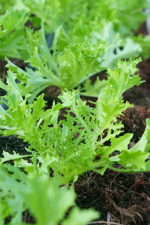 La salade pousse partout - si les conditions de culture sont bonnes, on peut récolter de la salade pratiquement toute l'année.