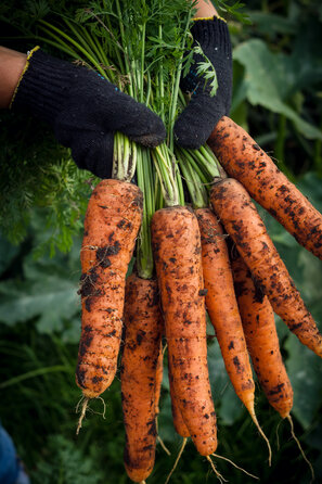 Karotten sind gesund und lecker. Ihr Erntezeitpunkt herrscht von der Sorte, der Anbauzeit und der Witterung ab.