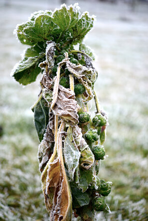 Les choux de Bruxelles sont des légumes qui résistent au gel et que l'on consomme surtout en hiver.