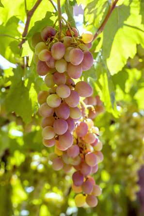 La vigne de jardin Vanessa se distingue par ses baies jaunes et roses et réunit par ailleurs tous les atouts d'un cépage bio sain.