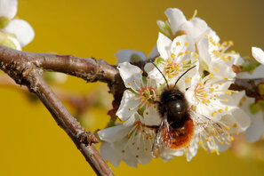 Wildbienen wie die Mauerbiene lieben Blütennektar - und sind wichtige Pollenverteiler.