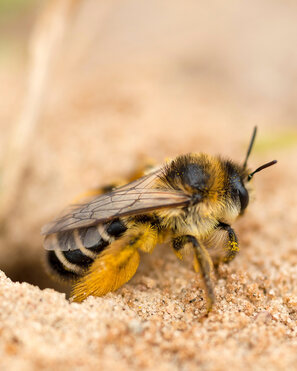 Wildbienen mögen es warm und trocken. Mit einem Sandarium kann man sie unterstützen.
