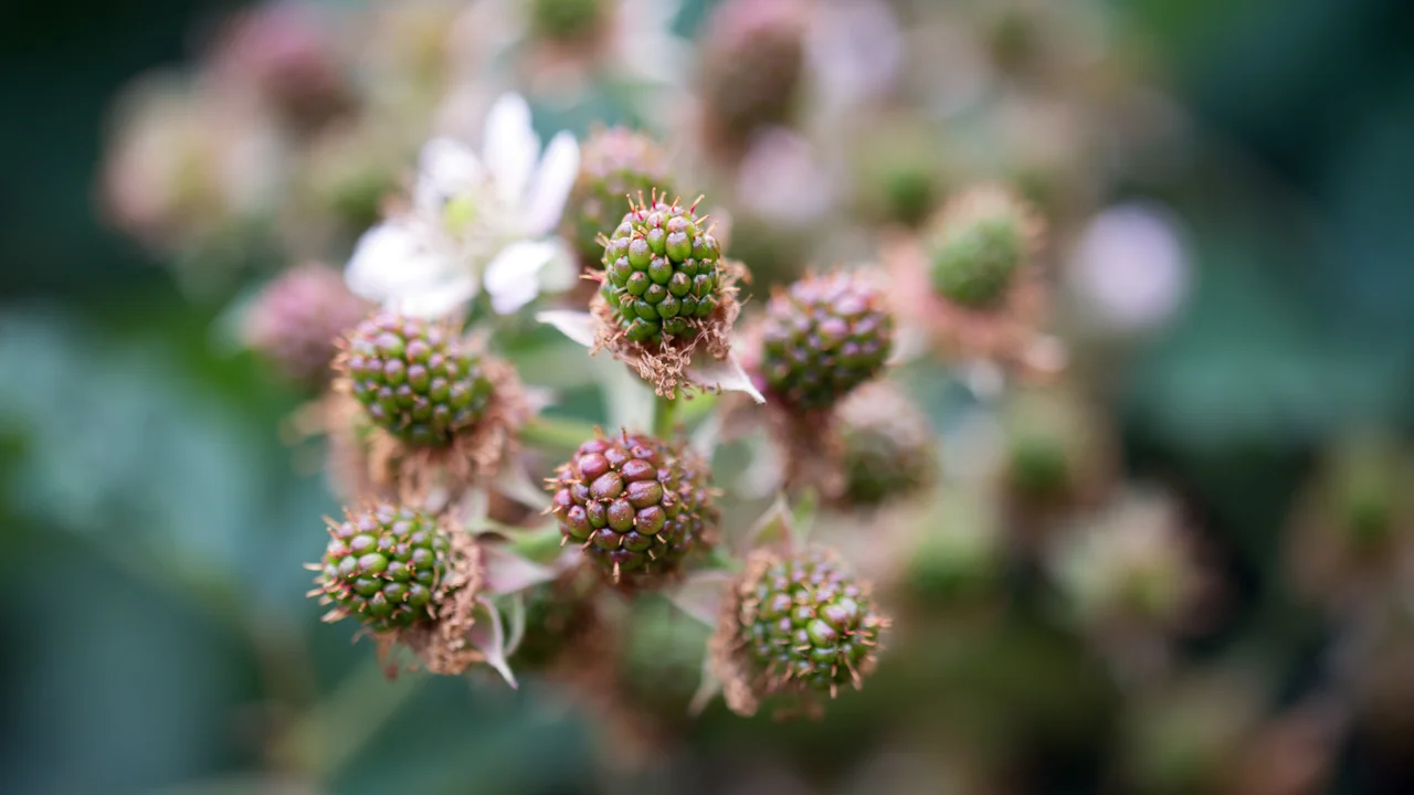 Brombeeren sind Bienenweiden, Vogelschutzgehölze, tragen leckere Früchte und Blätter für Tee.