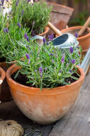 Der Lavendel ist eine Insektenweide der Superlative und ein zuverlässiger Blüher am geeigneten Ort. Er eignet sich auch für die Gartenküche, -Alchemie und zur Mottenabwehr.