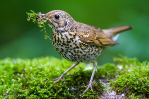 Les oiseaux comme les grives utilisent entre autres la mousse pour construire leur nid. Dans le jardin, ce sont de précieux auxiliaires.