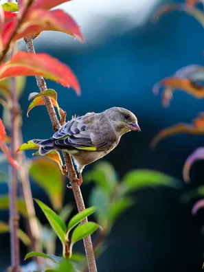 Der naturnahe Biogarten bietet vogelfreundliche Zonen - Grünfink an Wildobststrauch Felsenbirne