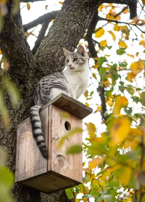 Les oiseaux de jardin doivent être protégés autant que possible des chats. Les chats représentent un grand danger pour eux.