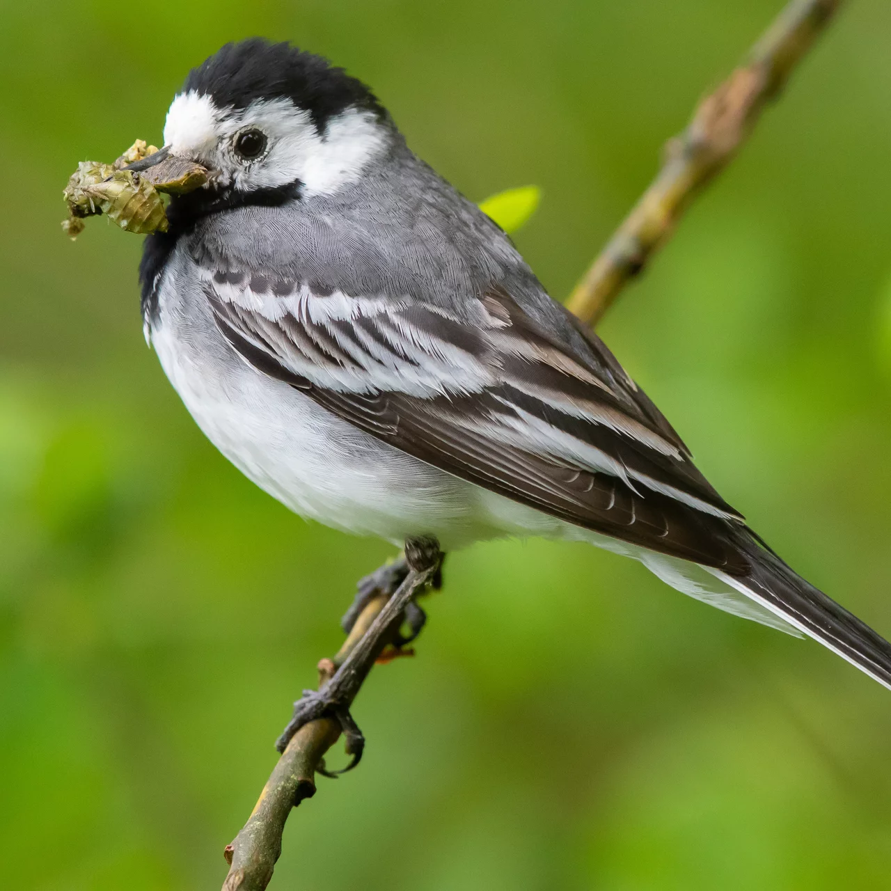 Comment et quand nourrir les oiseaux du jardin? - Hello-birdy