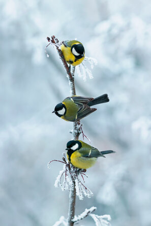 Der naturnahe Biogarten bietet auch im Winter Futter und Schutz für Vögel - Kohlmeisen im Winter