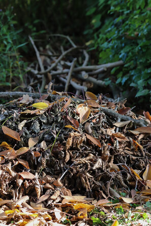 Les coins de bois mort servent d'abris aux auxiliaires et favorisent ainsi la biodiversité naturelle.