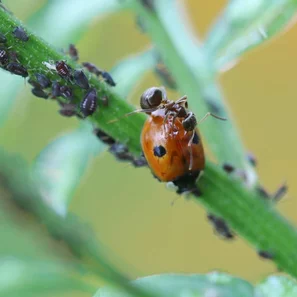 Marienkäfer fressen gerne Blattläuse. Ameisen verteidigen jedoch die Läuse.