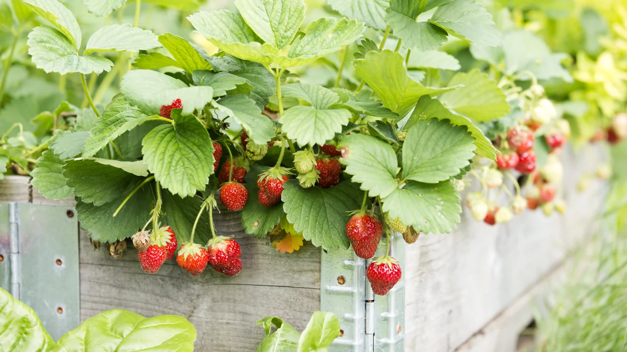 Erdbeeren: Es gibt sie in gross bis klein, immertragend, einmaltragend mit weissen oder rosablüten - aber eines habe sie gemeinsam: sie sind lecker