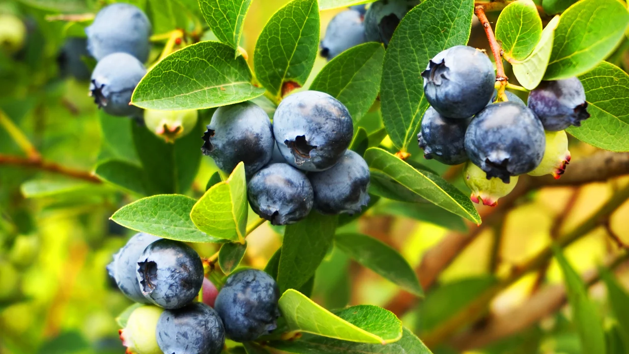 Gesund, robust und sehr lecker. Die Heidelbeere ist eine gute Kandidatin für Naschgärten in jeder Grösse.