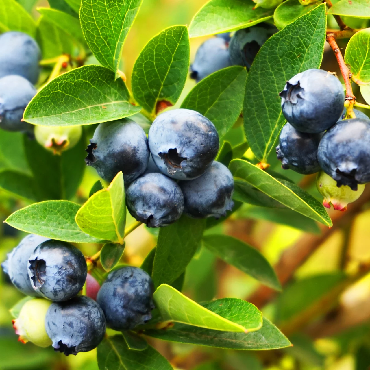 Anleitung Heidelbeeren  Pflanz- und Pflegeanleitungen