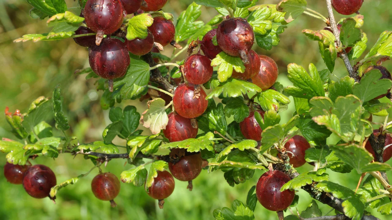 Die Stachelbeere ist die perfekte Beere für den Naschgarten im Halbschatten.