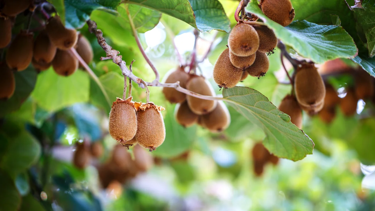 Eine Kletterpflanze, die Früchte trägt ist immer gut - die robusten Biokiwis eigenen sich als Naschbar, Schattenspender und Sichtschutz.