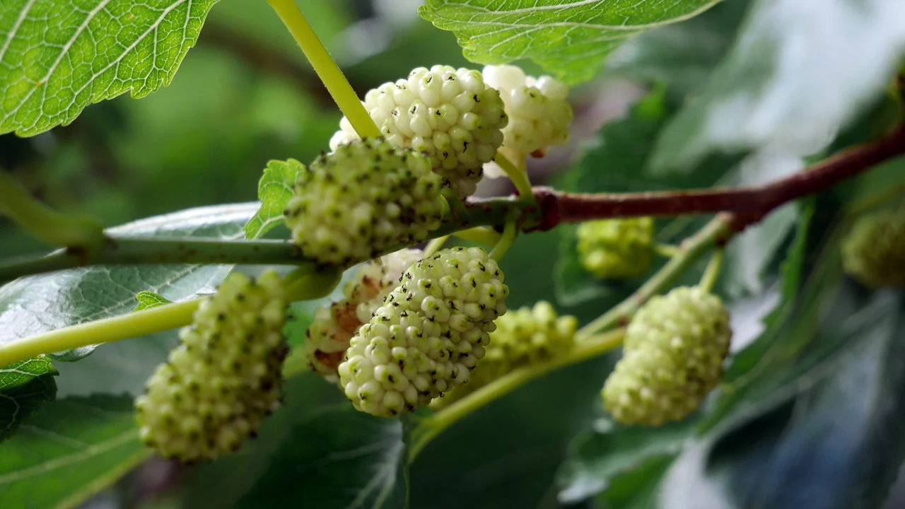 Der Maulbeerbaum ist nicht nur für Seidenraupen ein Highlight. Er ist auch im Garten eine Zierde und seine Beeren sind zuckersüss-saftig.