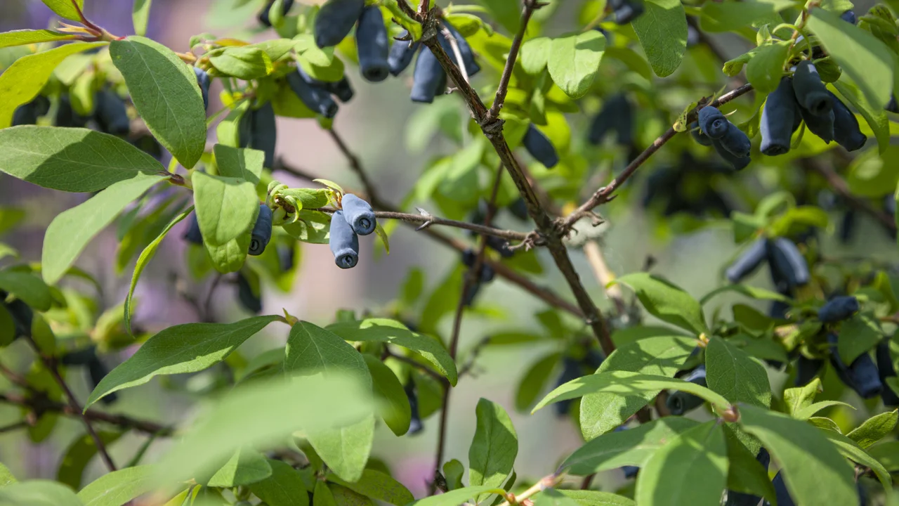 Sibirische Blaubeeren benötigen kein Moorbeet, sind extrem winterhart und richtig lecker - gehen auch im Topf