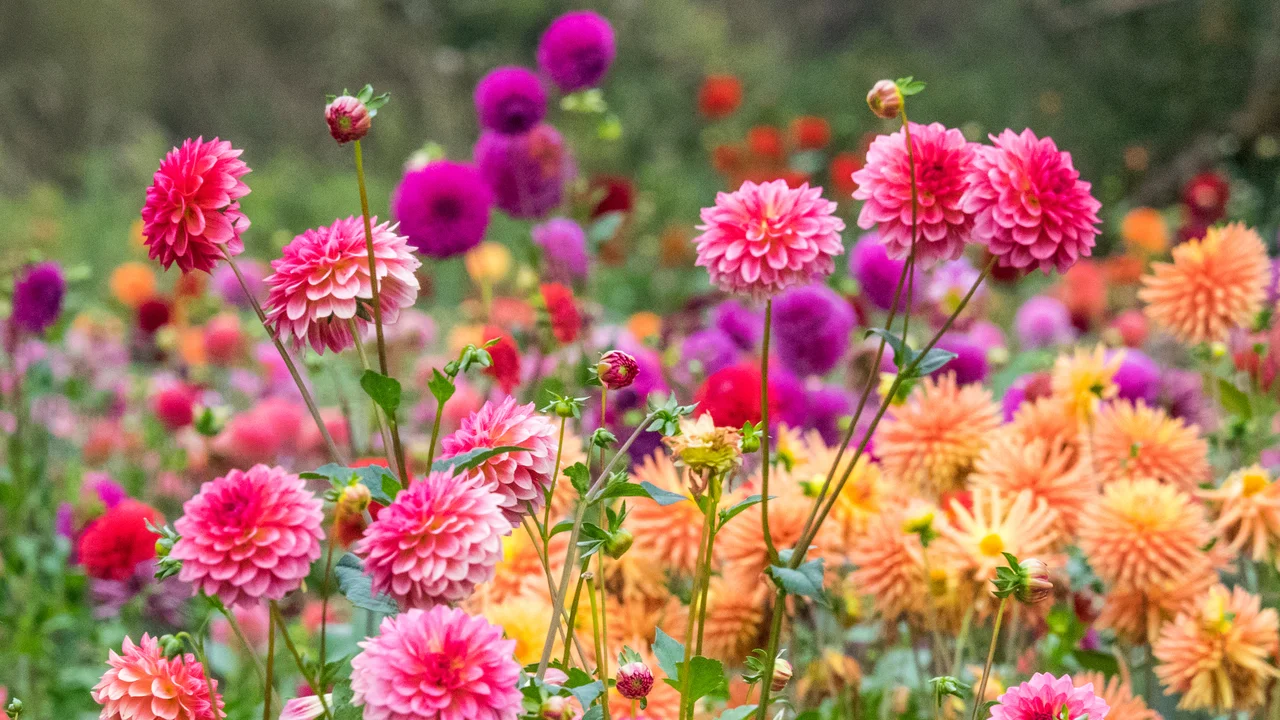 Die Dahlie gibt es in vielen Farbe und Formen - die Blüte ziert den Garten und die Wurzel wäre essbar