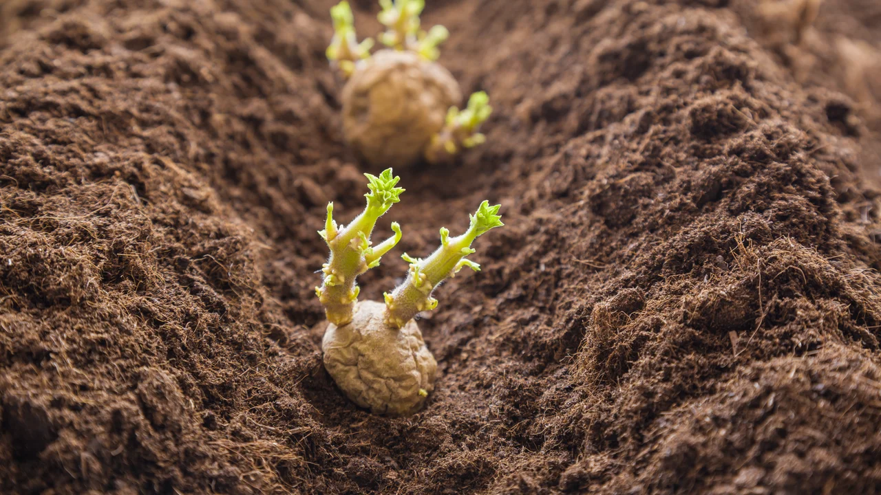 Kartoffeln aus dem eigenen Garten sind toll - wer sich das vorgenommen hat, sollte das antreiben der Knollen nicht vergessen.