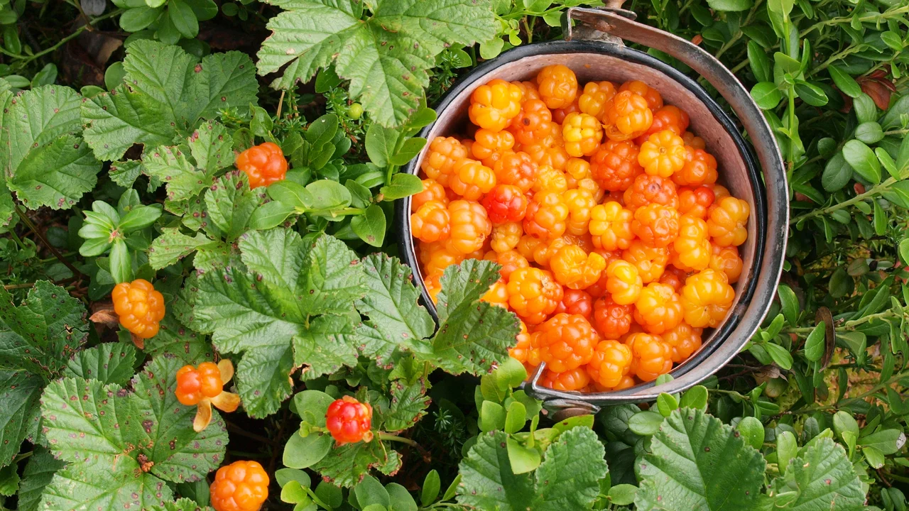 Die orangen, leuchtenden Beeren der Moltebeeren sind im Moorbeet nicht zu übersehen und lassen sich auch im Kübel kultivieren.