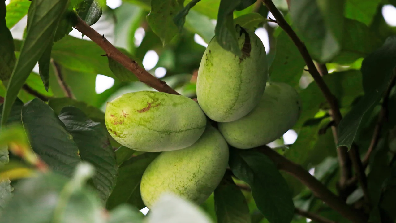 Die Pawpaw ist ein robuster Exot für den heimischen Garten, die auch im Topf kultiviert werden kann. Eine Rarität für den Naschgarten.