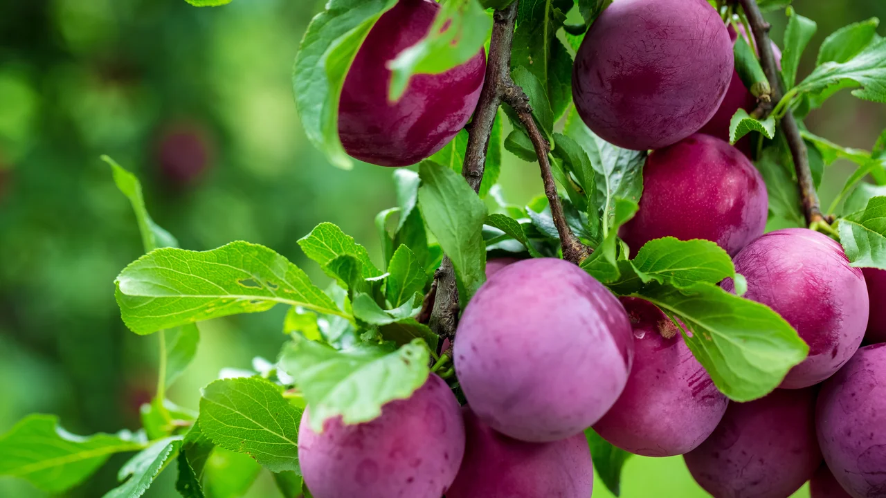 Pflaumen können den Obstgarten und die Gartenküche bereichern. Das leckere Steinobst gibt es in zahlreichen Varianten und Sorten.