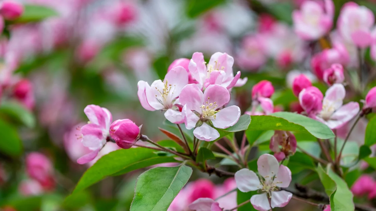 Die frühblühenden Zieräpfel mit ihren kleinen Früchten sind Bienenweiden und Winterfutterlieferant für die Garten-WG.
