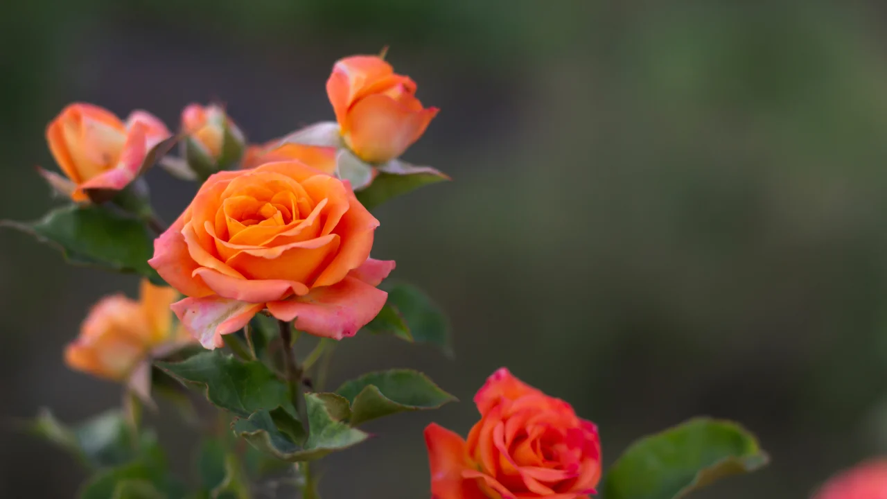 Ob wild, edel oder kletternd, Rosen sind eine Bereicherung für jeden Garten und dankbare Tiefwurzler.