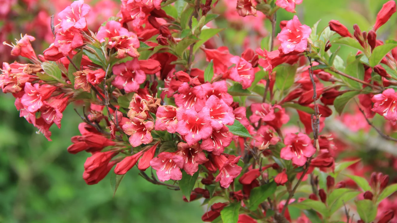 Die Weigelie ist, wenn sie blüht, ein wahrer Bienenmagnet und ein beliebter Farbtupfer im Garten.