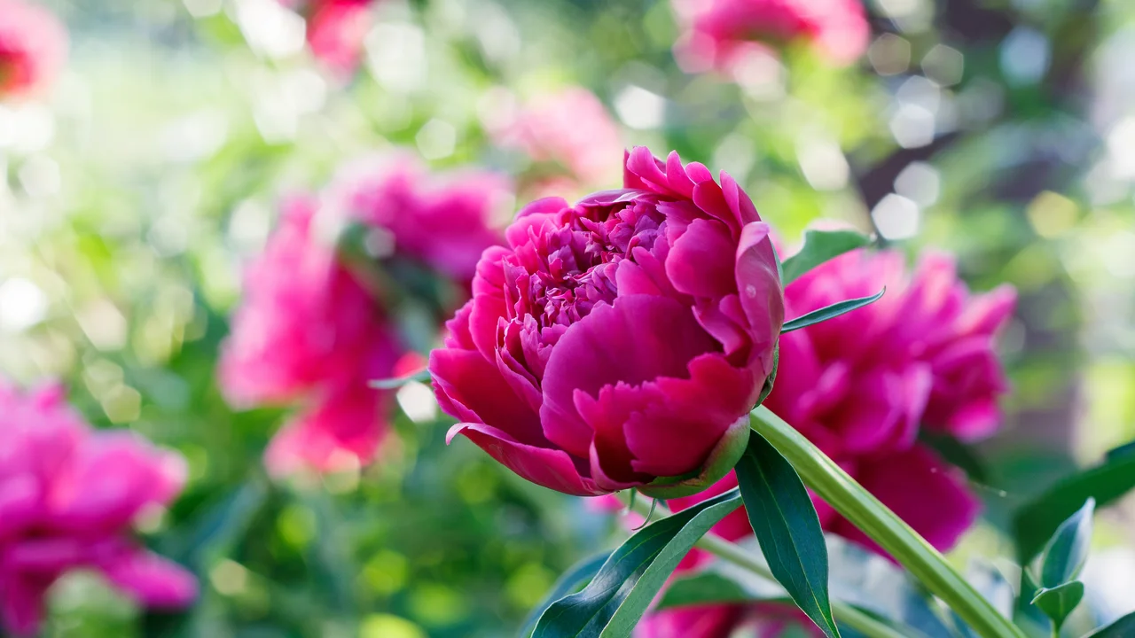 Die Pfingstrosen sind - mit etwas Platz - wahre Blühwunder und für ein paar Wochen ein üppig-bunter Gartenschmuck. 